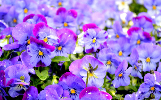 959106 (a): :1920x1200